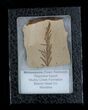 Metasequoia (Dawn Redwood) Fossil - Montana #22611-1